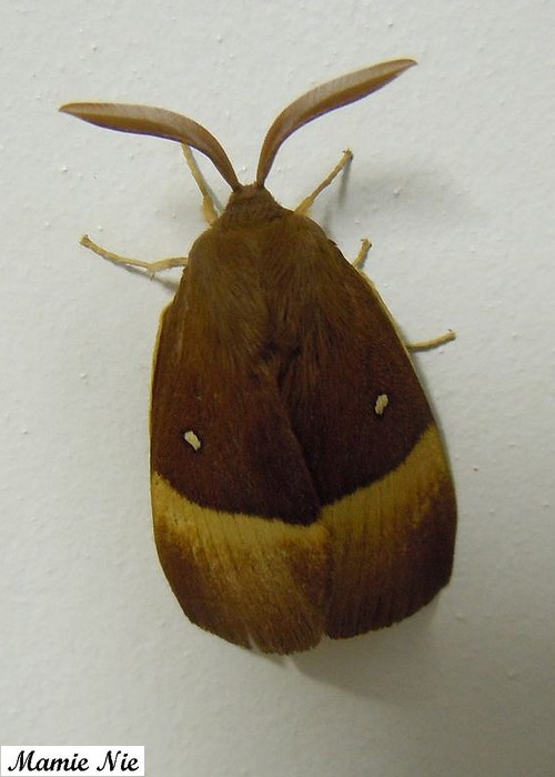 Lasiocampa quercus - Bombyx du chêne 2